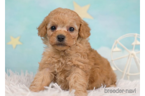 成約済の千葉県のトイプードル-226442の3枚目